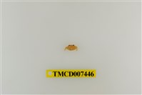 藏品(拉氏清溪蟹)的圖片